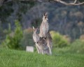 1009-1739 Weston park kangaroos (093678)